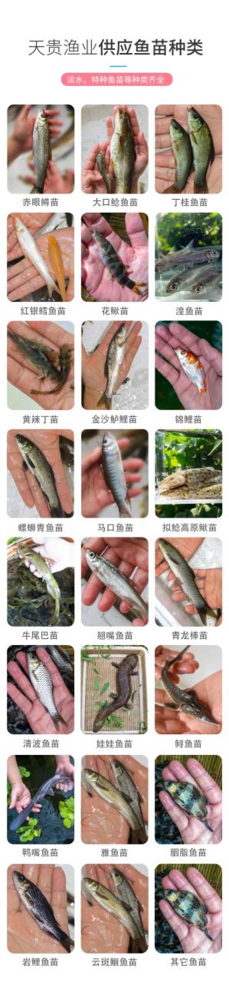 金丝草鱼四川基地直发品质很好欢迎前来考察易养好活