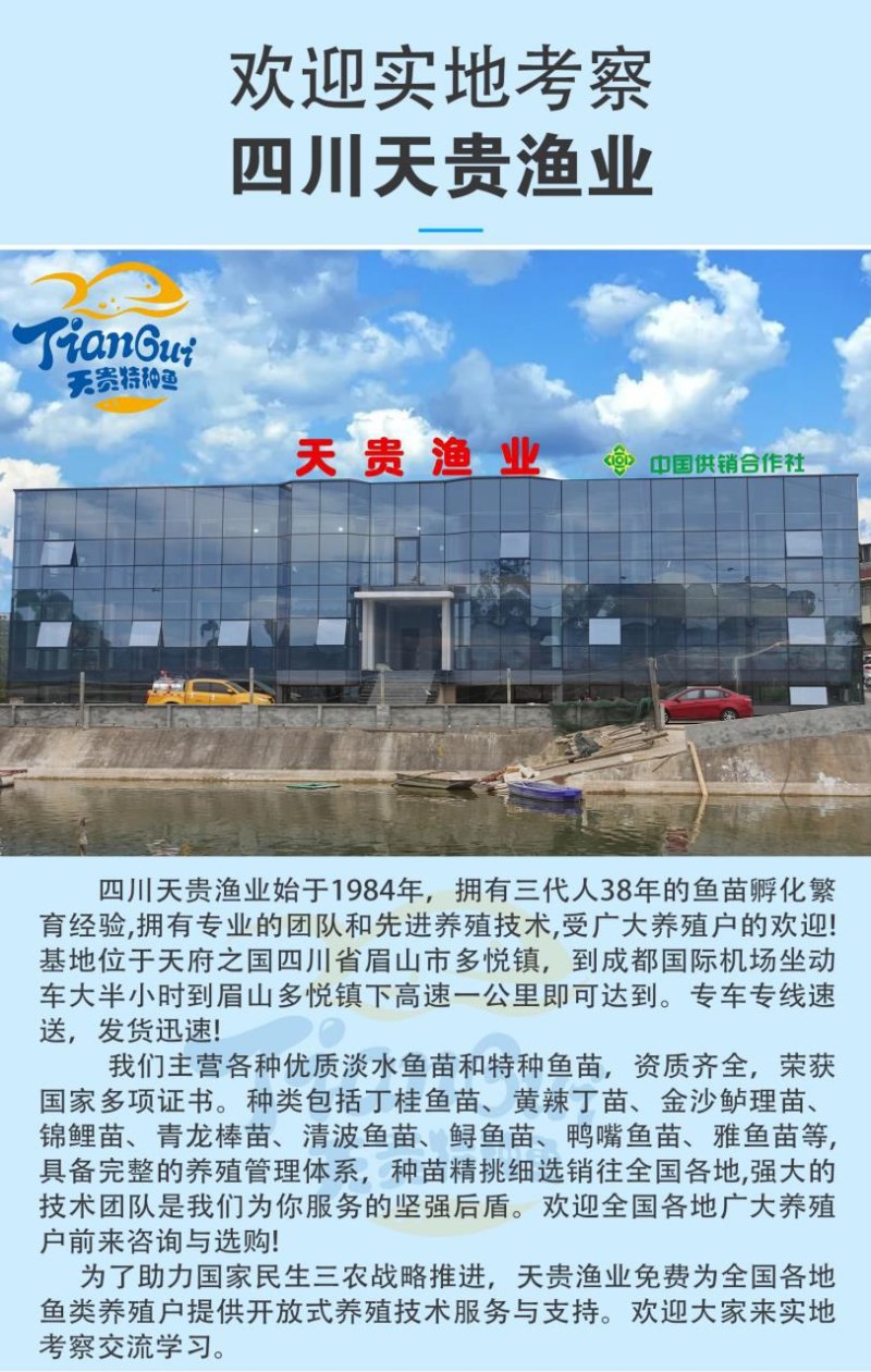 金丝草鱼四川基地直发品质很好欢迎前来考察易养好活