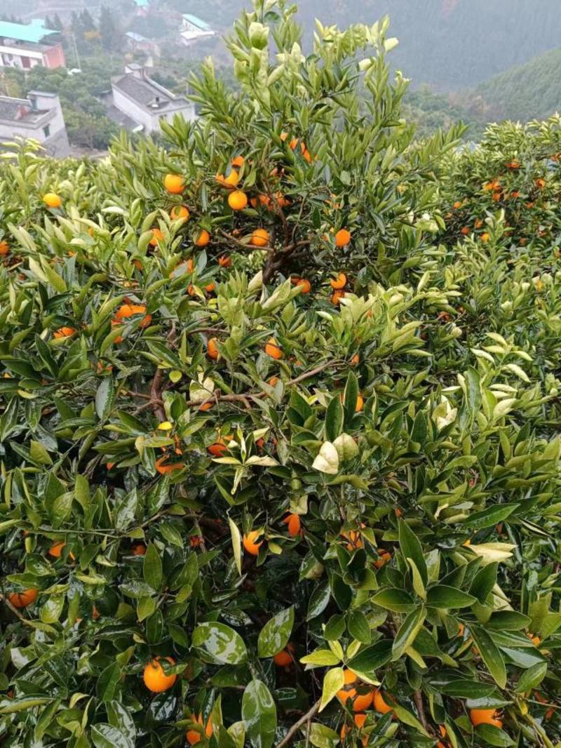 【实力】重庆奉节长虹脐橙精品橙子可视频看货供应商超
