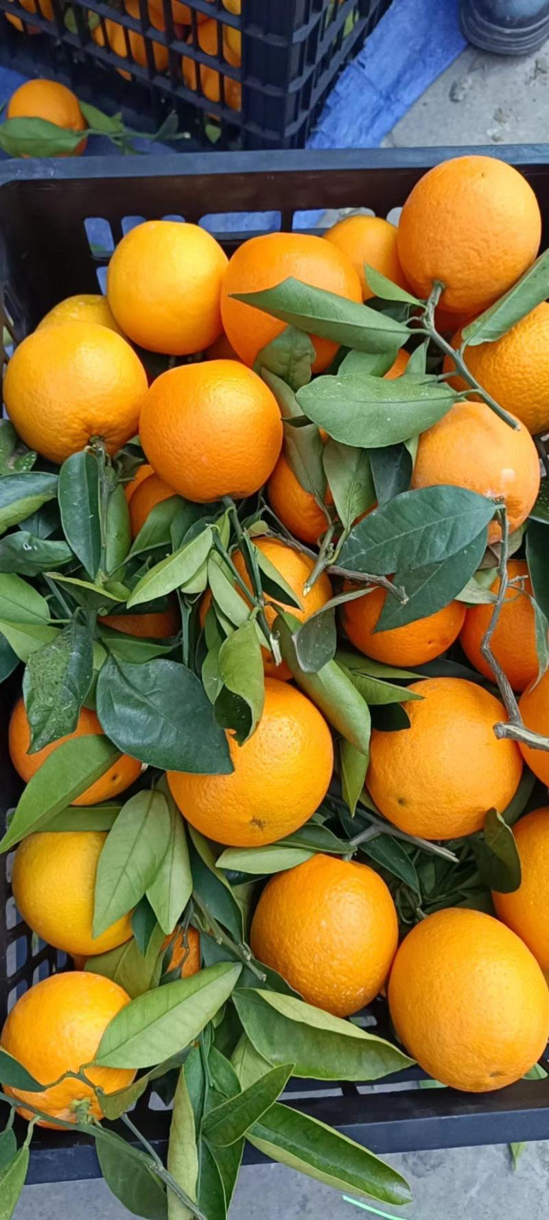 【实力】重庆奉节长虹脐橙精品橙子可视频看货供应商超