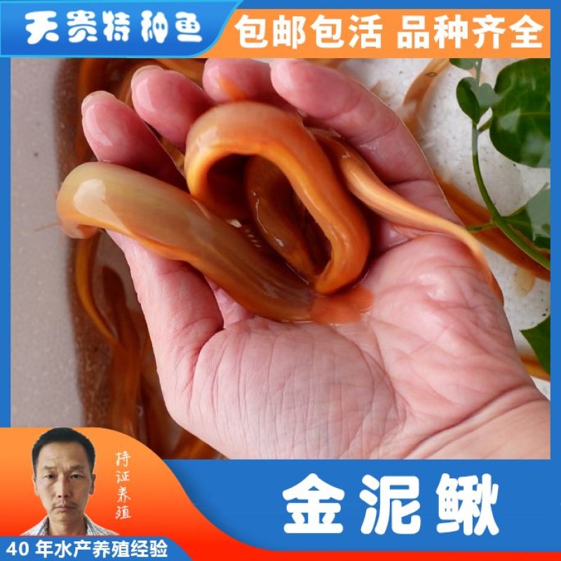 黄金泥鳅四川基地直发品质很好欢迎前来考察