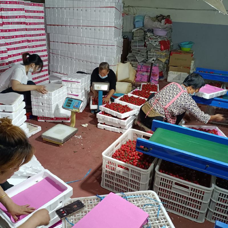 粉贝贝圣女果千喜粉玉T七圣女果产地量大口感好现摘现货