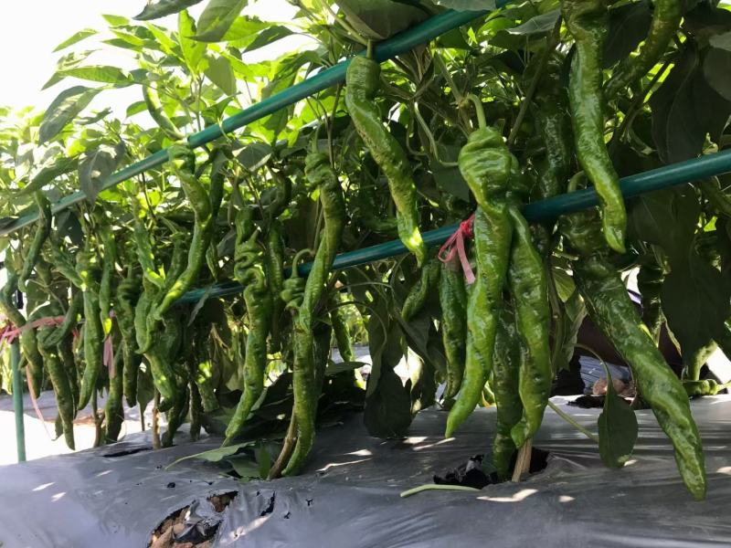 海丰螺丝椒种子螺旋均匀顺直坐果能力强高产抗病海丰254