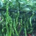 海丰螺丝椒种子螺旋均匀顺直坐果能力强高产抗病海丰254