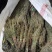 独脚金疳积草