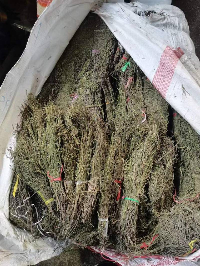 独脚金疳积草