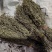 独脚金疳积草