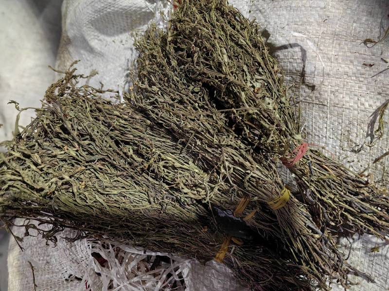 独脚金疳积草