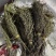 独脚金疳积草