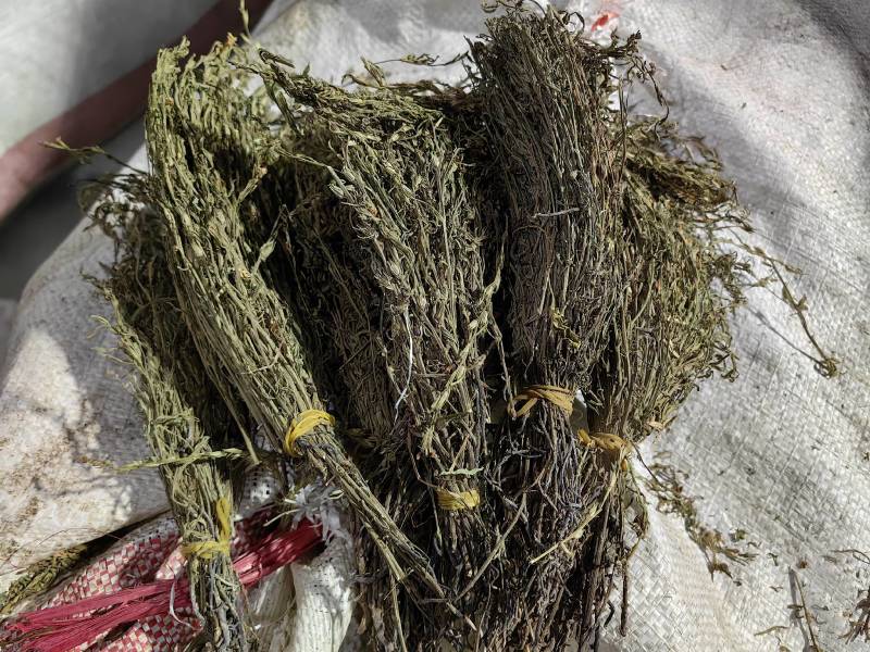 独脚金疳积草