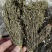 独脚金疳积草