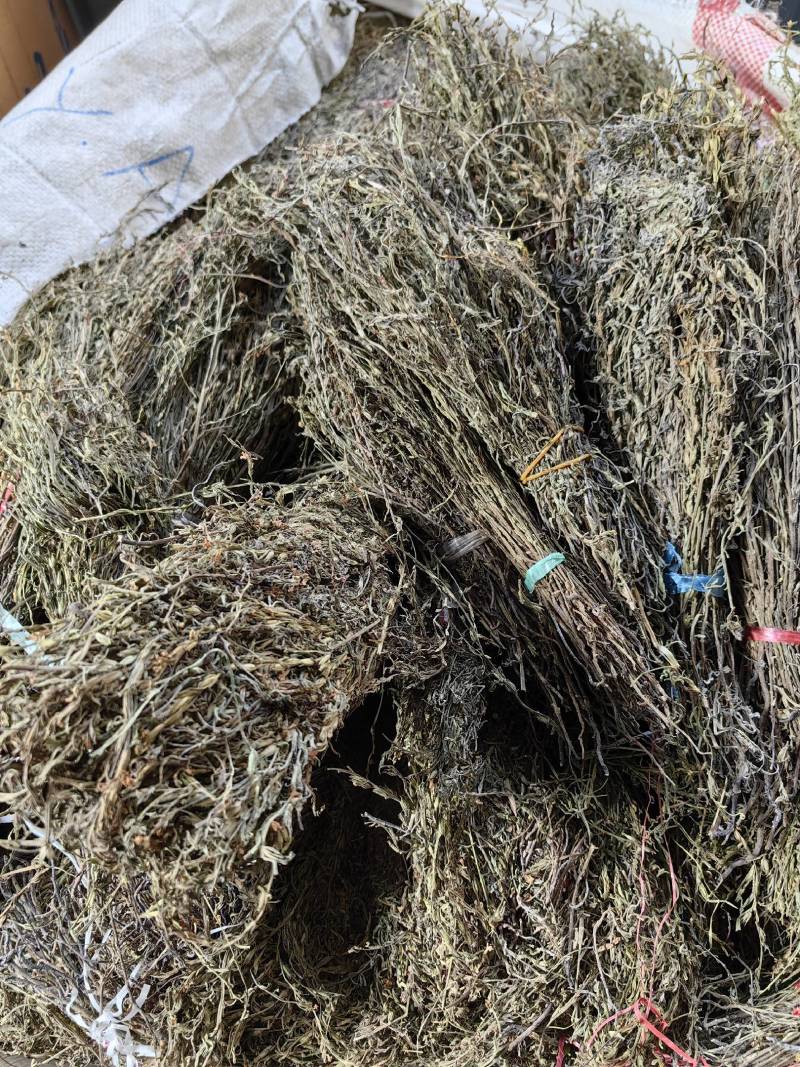 独脚金疳积草