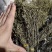 独脚金疳积草