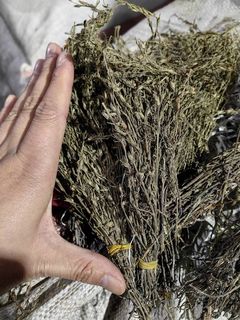 独脚金疳积草