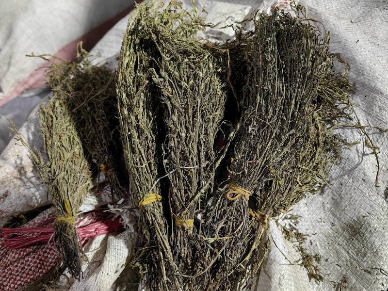 独脚金疳积草