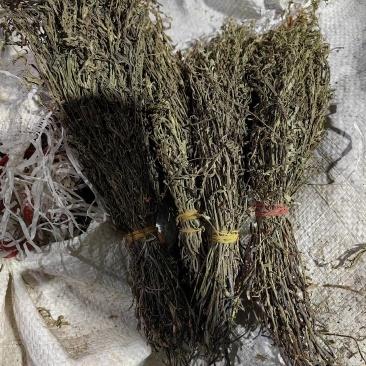独脚金疳积草