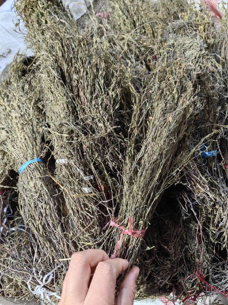 独脚金疳积草