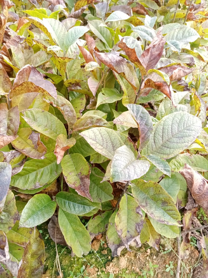 玉兰苗，紫玉兰苗，一年苗两年苗