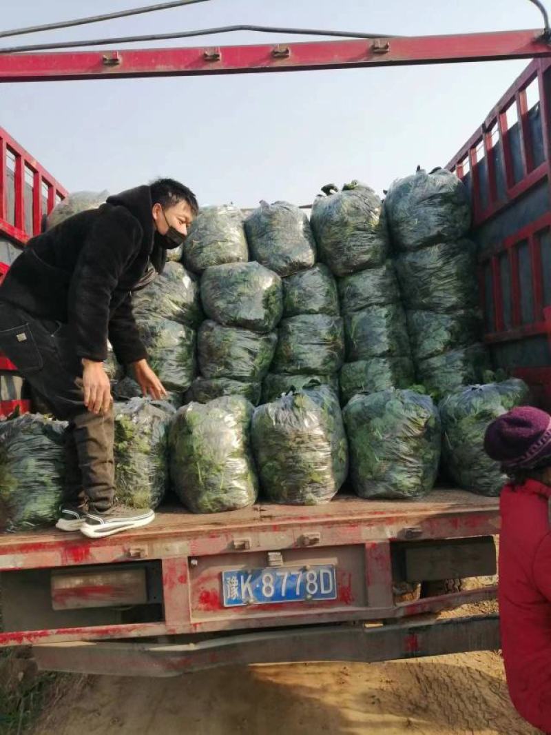菠菜，趴地菠菜，质量好，量大，产地直发，欢迎咨询采购