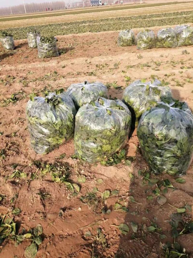 菠菜，趴地菠菜，质量好，量大，产地直发，欢迎咨询采购