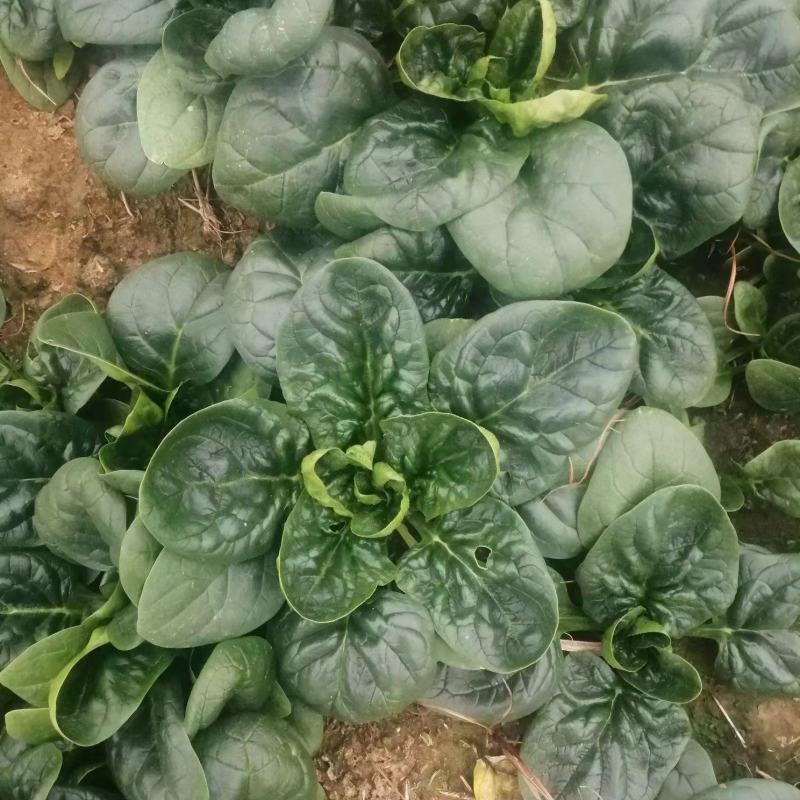 菠菜，趴地菠菜，质量好，量大，产地直发，欢迎咨询采购