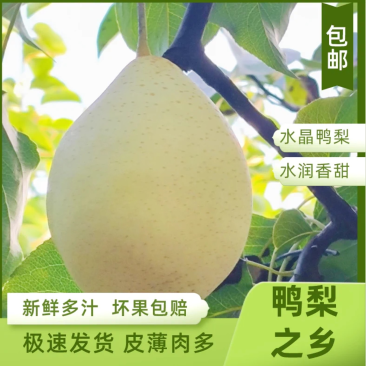 【实力】河北省辛集市鸭梨河北鸭梨，包脆包甜坏果包赔