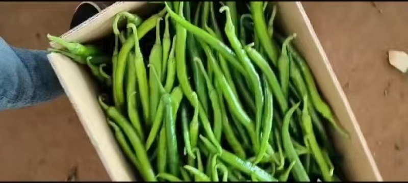 线椒/鲜辣椒广东湛江徐闻产地一手货源，量大从优，欢迎电联