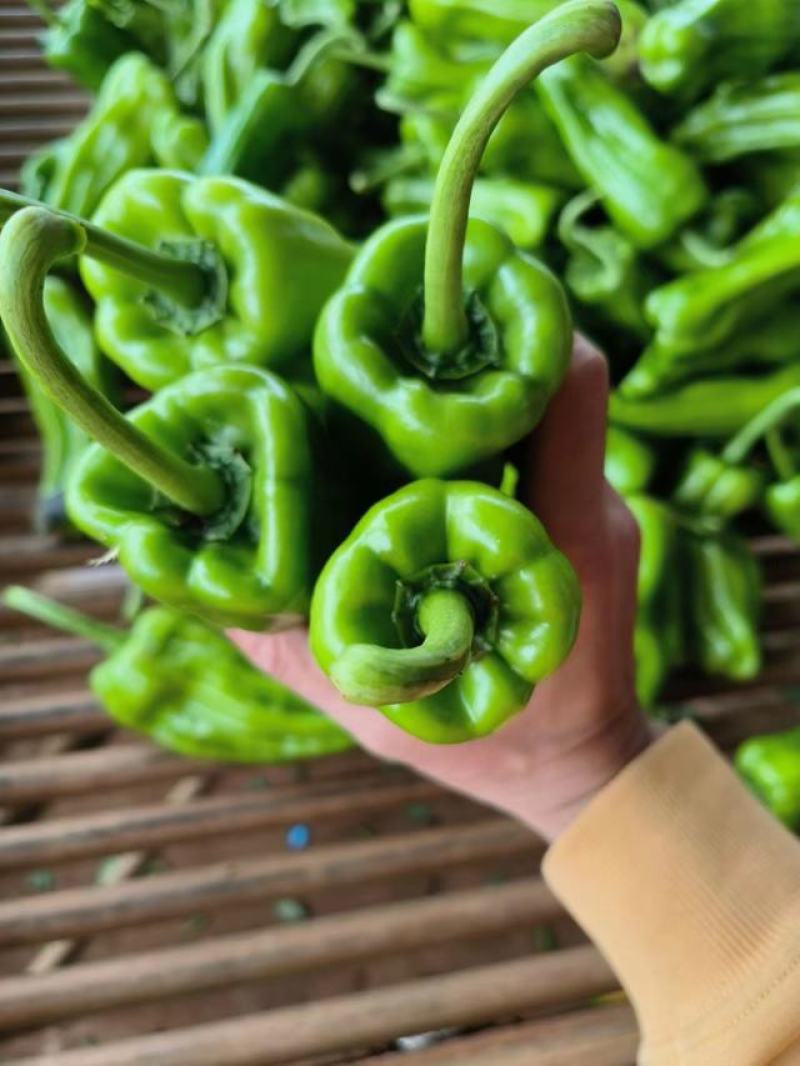芜湖椒，薄皮椒广东湛江，产地直发，货源充足，对接市场商超