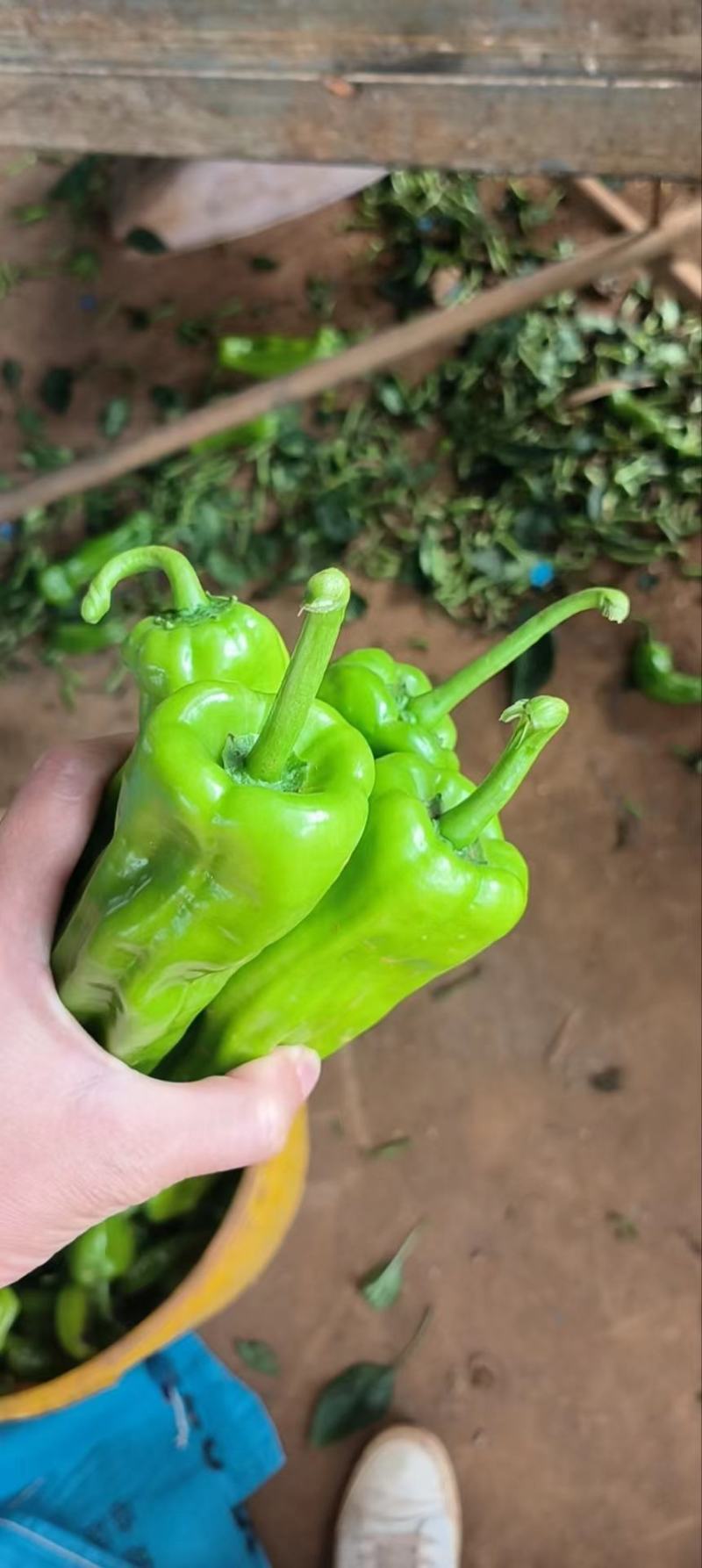 芜湖椒，薄皮椒广东湛江，产地直发，货源充足，对接市场商超