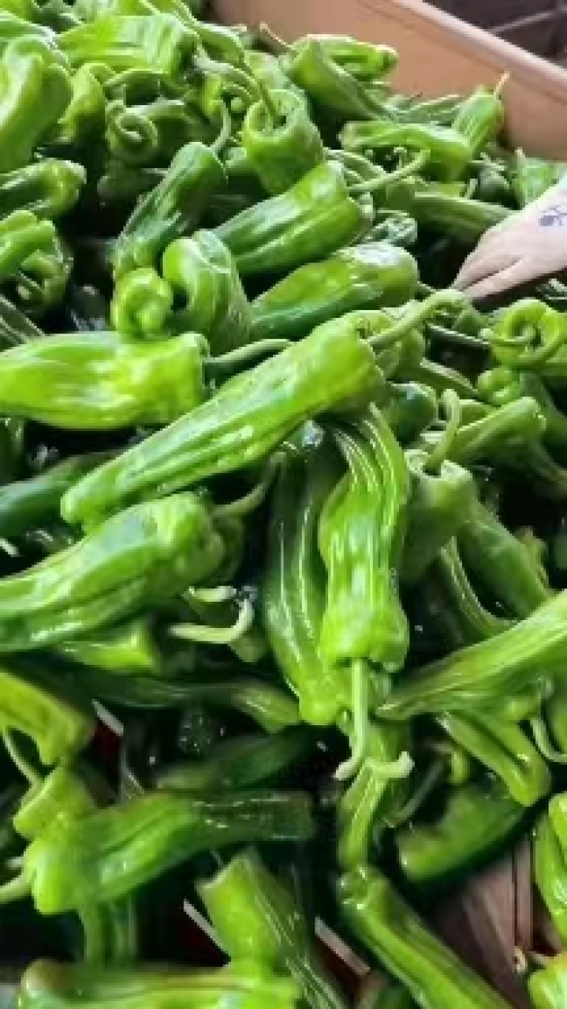 芜湖椒，薄皮椒广东湛江，产地直发，货源充足，对接市场商超
