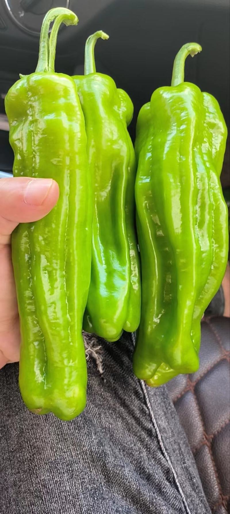 芜湖椒，薄皮椒广东湛江，产地直发，货源充足，对接市场商超
