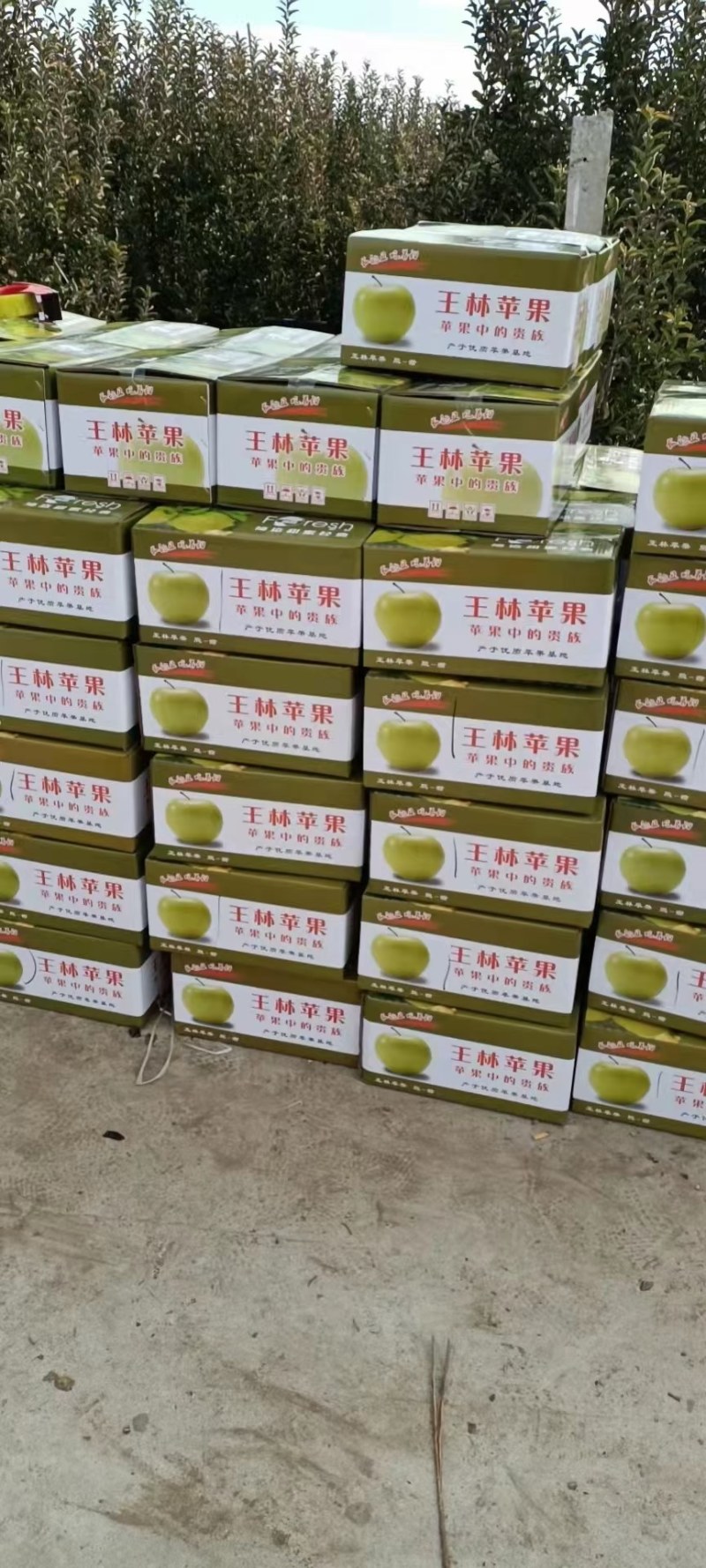 王林苹果