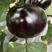 海丰园茄2号园茄种子果圆亮商品性好产量高