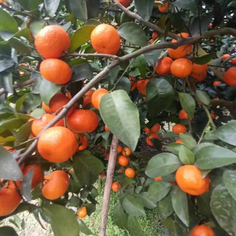 广西砂糖橘，沙糖桔，产地一手货源，质量保证，对接大型批发