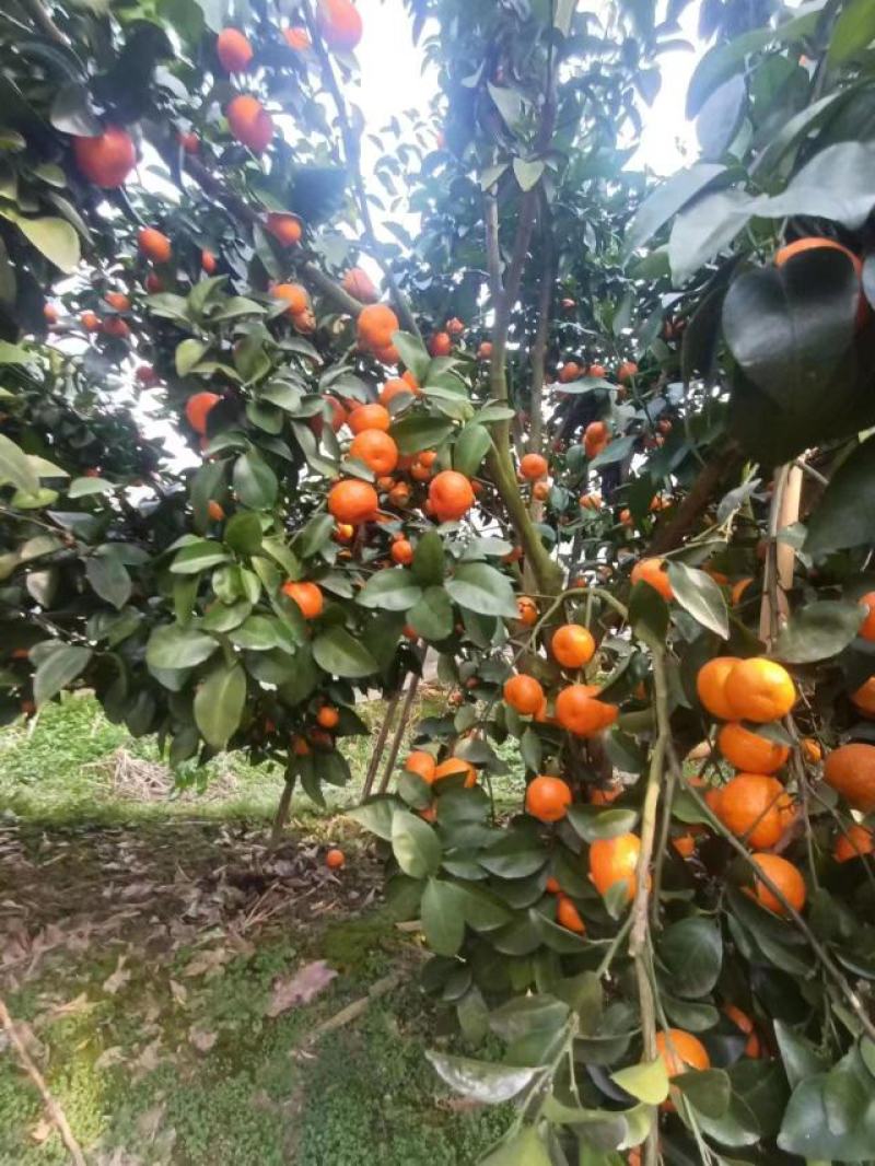 广西砂糖橘，沙糖桔，产地一手货源，质量保证，对接大型批发