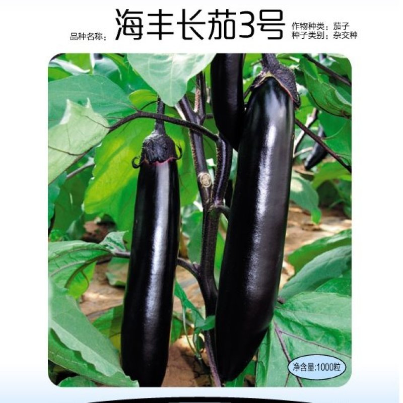 海丰长茄3号茄子种子果面光亮顺直商品性佳高产抗病
