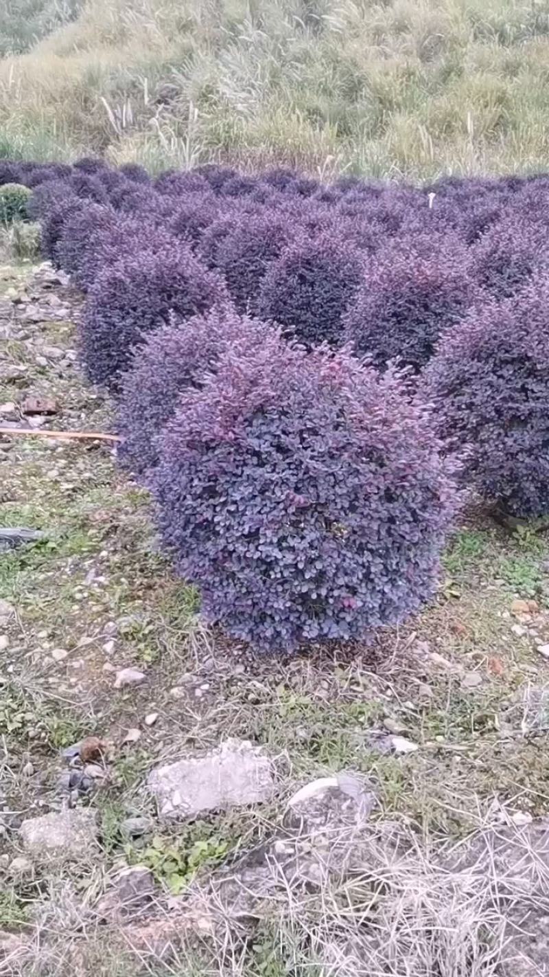 红檵木大球