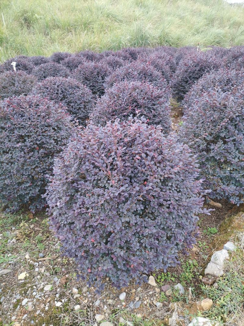 红檵木大球