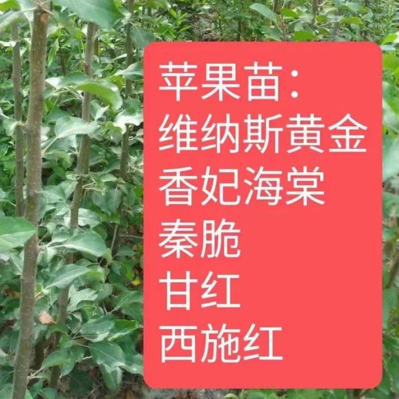 【苹果苗】批发各种香妃海棠维纳斯秦脆甘红等苗