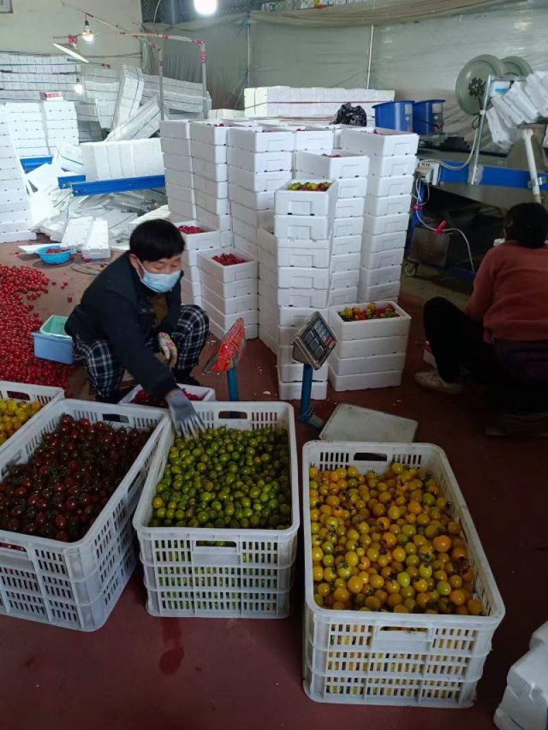 黄色圣女果迷恋阳光黄色圣女果粉绿紫红五彩小番茄4色混装量