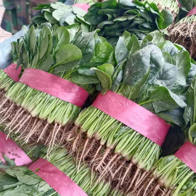 【强烈推荐】河南大叶菠菜产地直发量大从优货源充足
