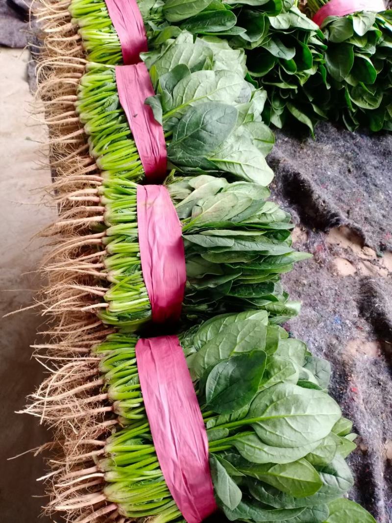 【强烈推荐】河南大叶菠菜产地直发量大从优货源充足