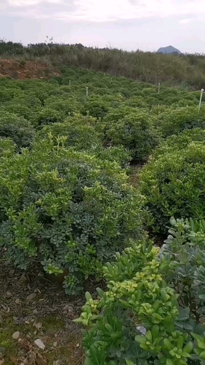 精品海桐大球
