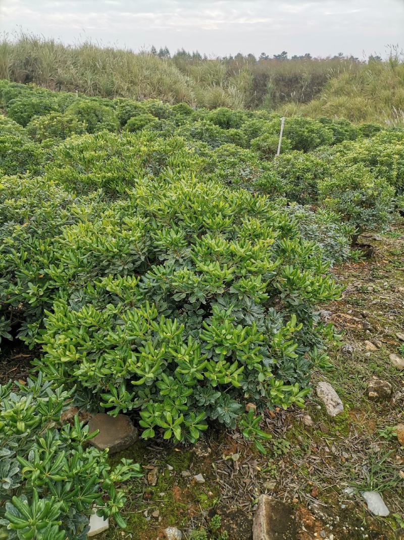 精品海桐大球