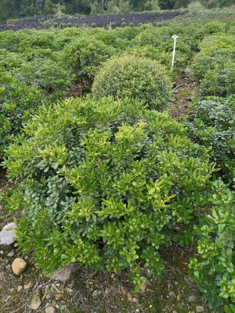 精品海桐大球