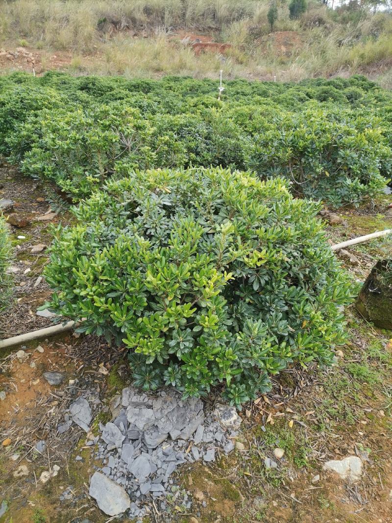 精品海桐大球