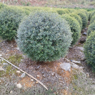 木犀榄大球
