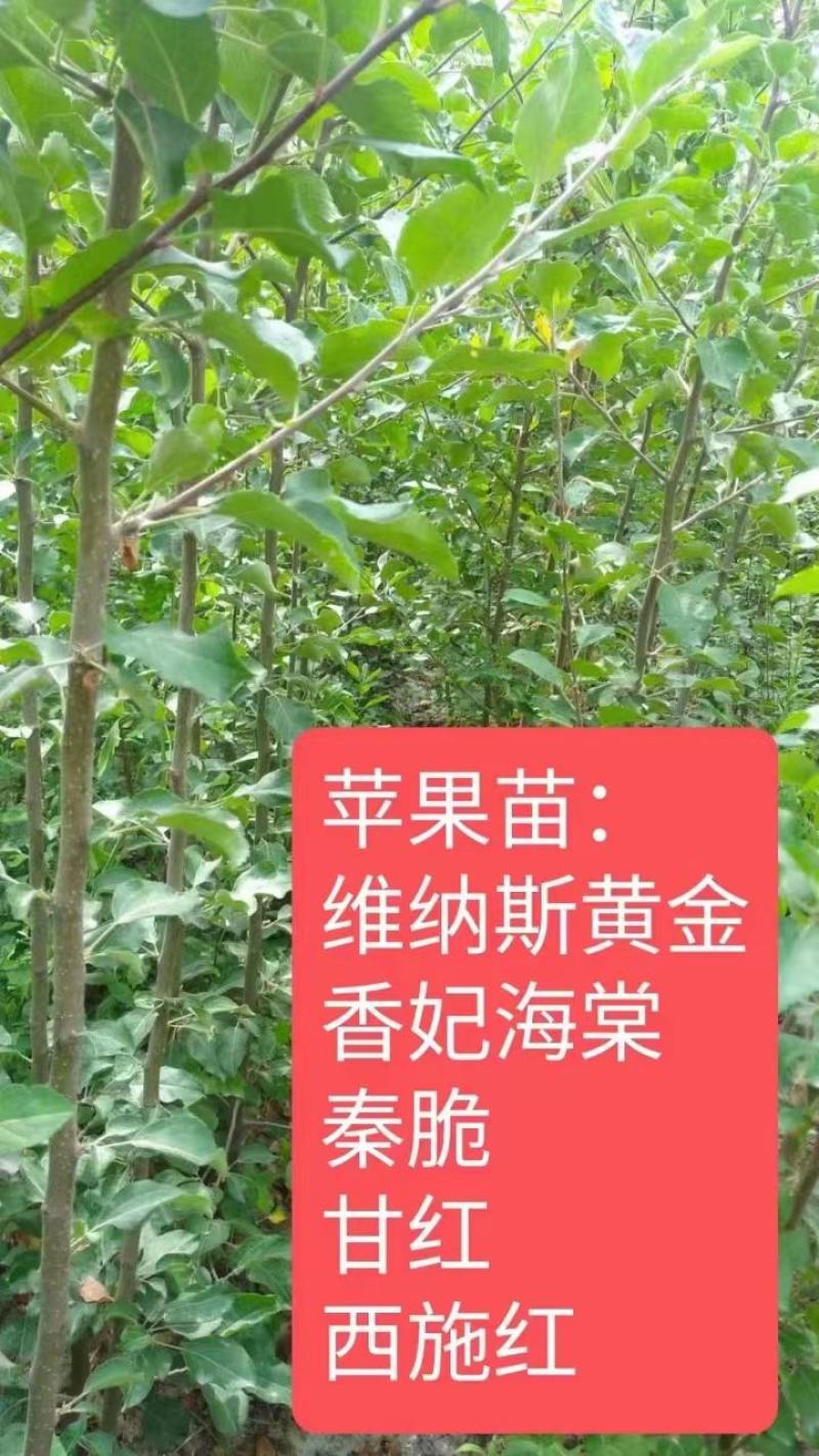 【苹果苗】批发各种香妃海棠维纳斯秦脆甘红等苗