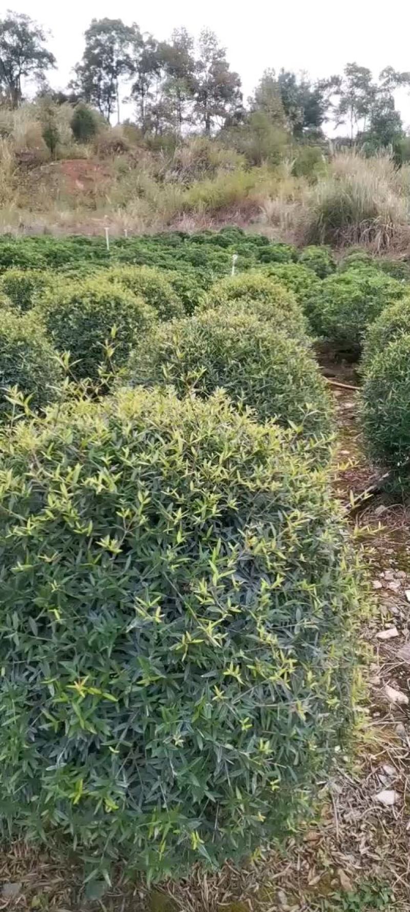 木犀榄大球