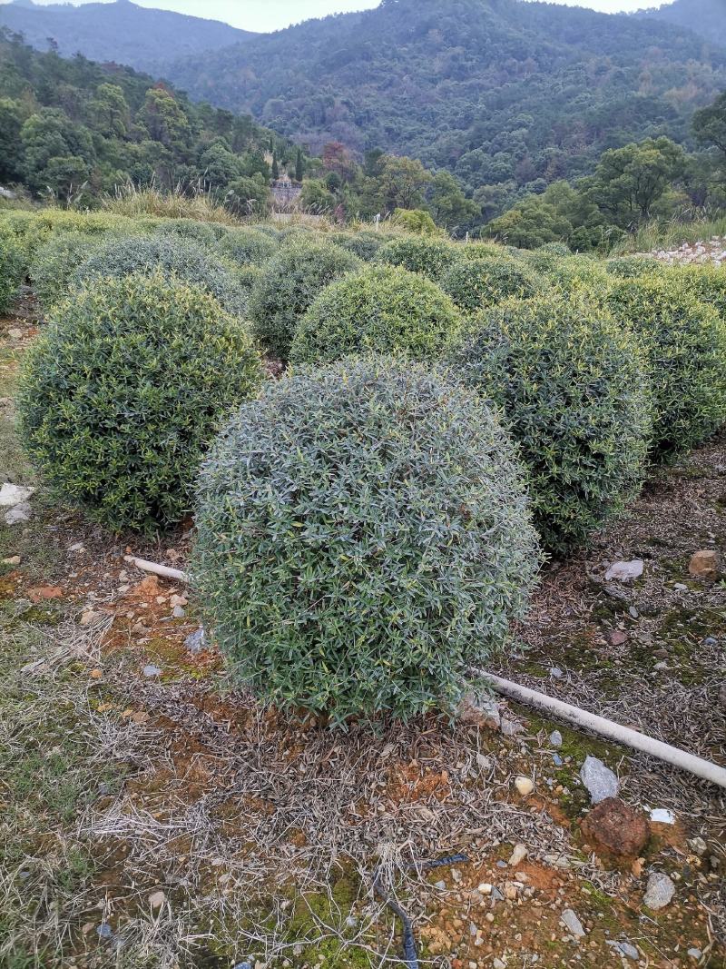 木犀榄大球